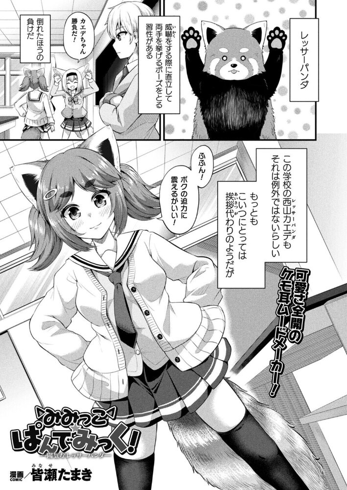 みみっこ・ぱんでみっく!―陽気なレッサーパンダ―【単話】 皆瀬たまき サンプル画像